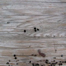 Damage to the coating by fungus or various insects